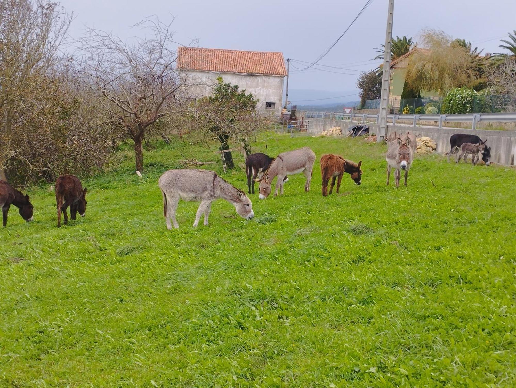 Los Sauces De La Fuente Santillana del Mar Kültér fotó